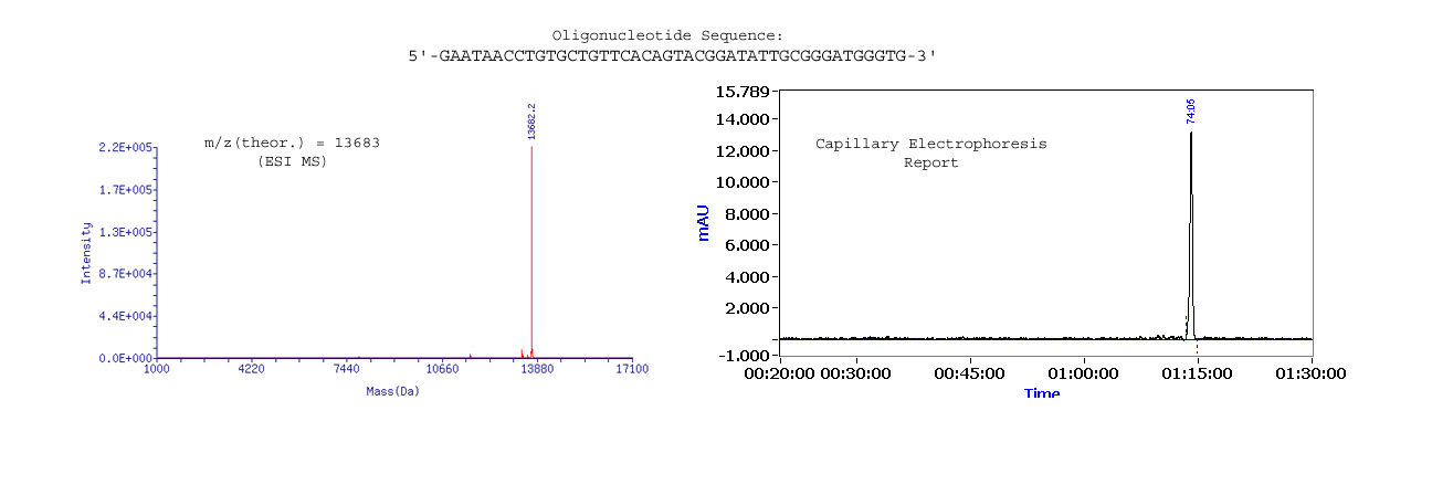 MS_CE_Sample