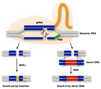 Crispr _tab 3_en _350x 308